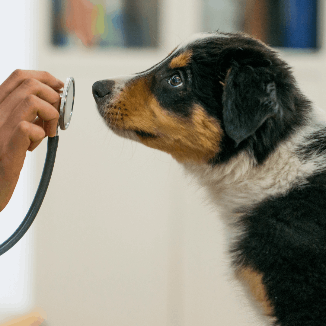 Pet receiving compassionate integrative veterinary care in Denver