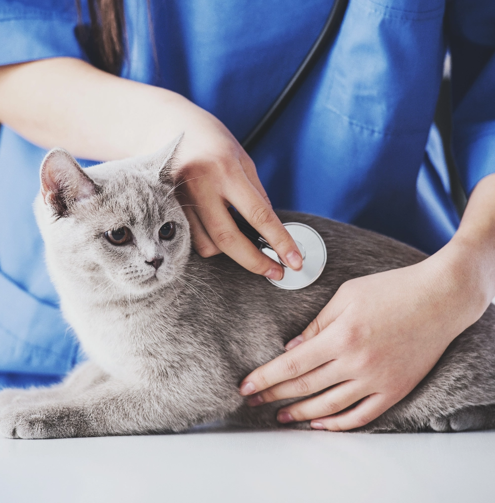Pet receiving natural and integrative veterinary care in Colorado