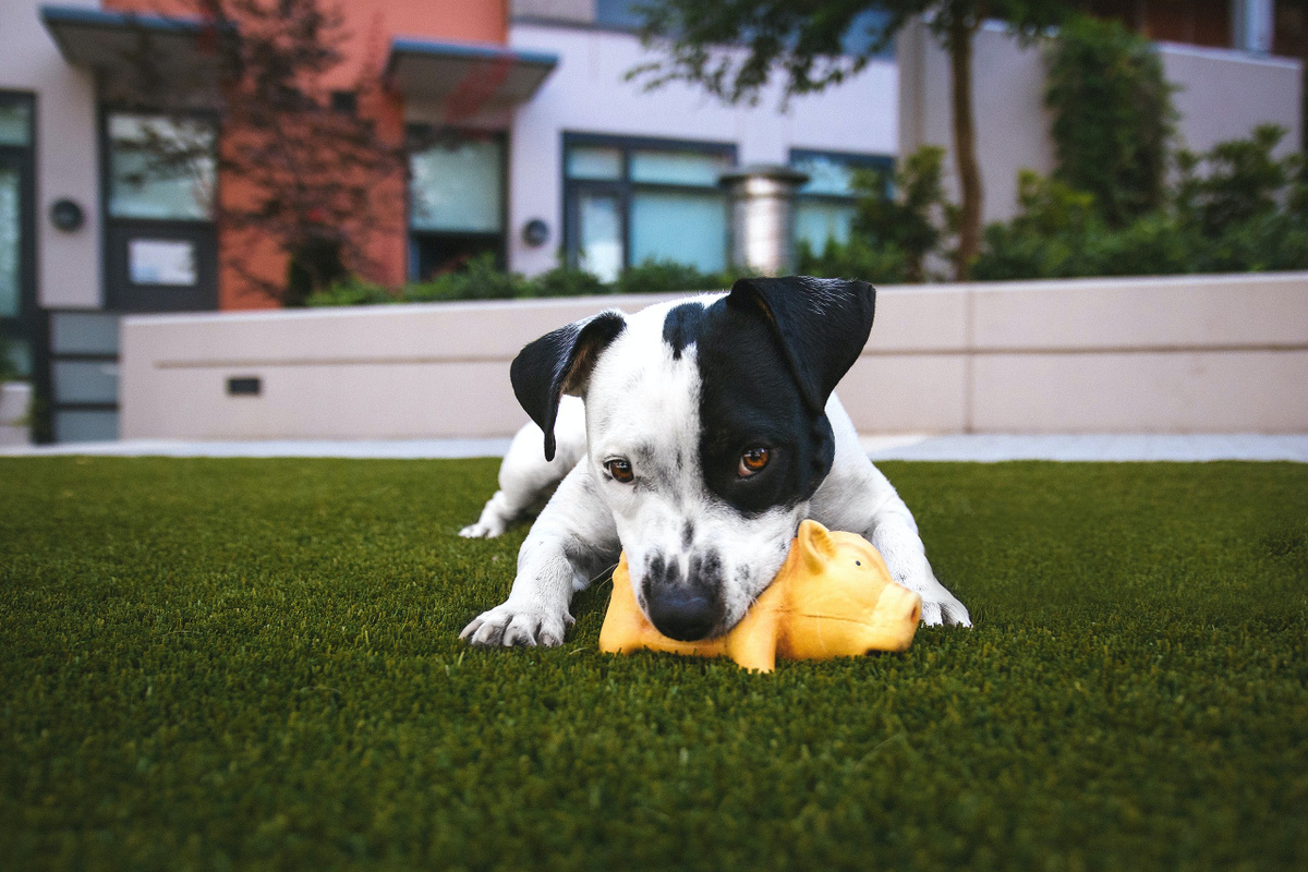 Holistic veterinary care consultation for pets in Denver