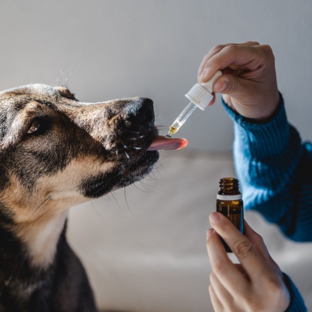 Veterinarian providing gentle care for a dog in Denver
