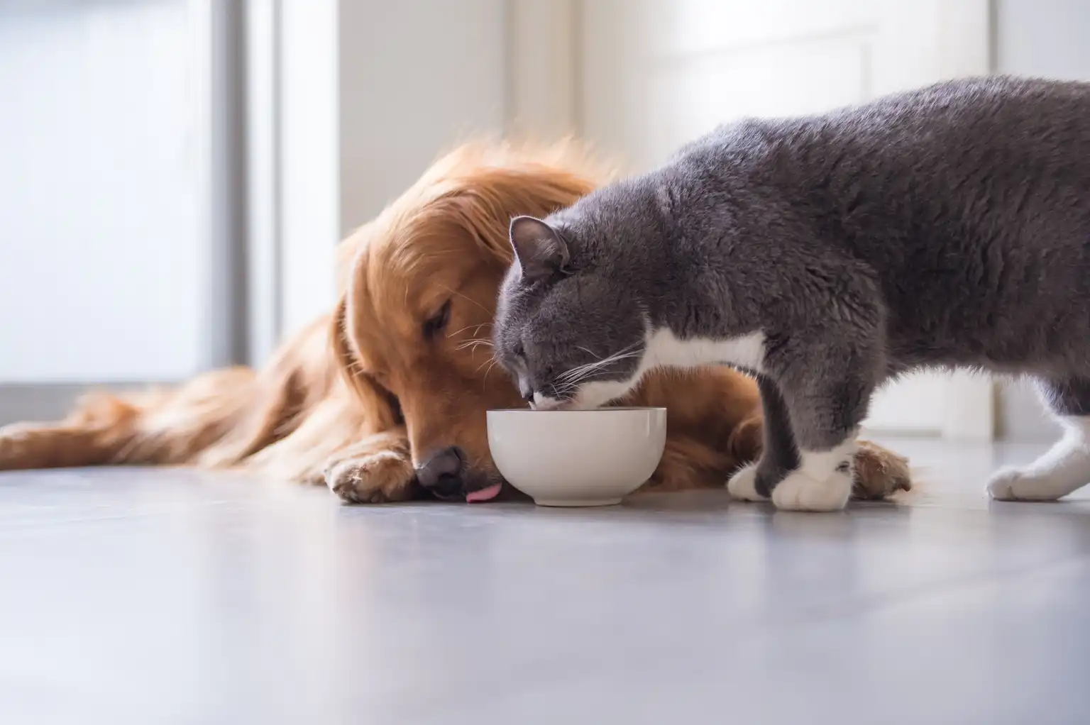 Dog receiving integrative veterinary care in Denver