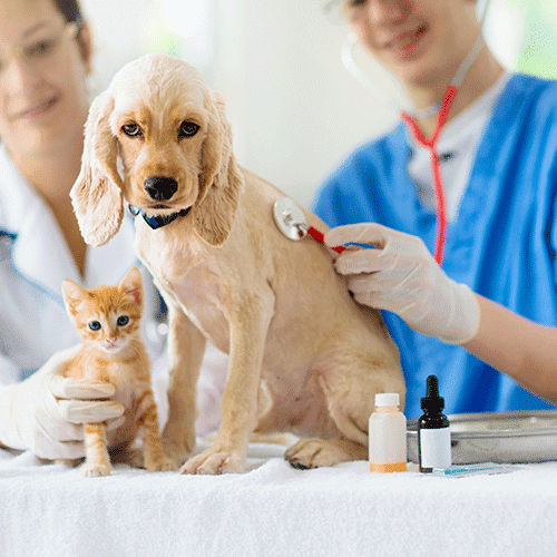 Holistic Vet Denver services for natural pet care and integrative veterinary wellness